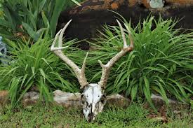 Deer Garden Antlers